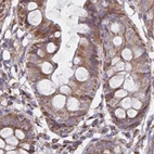 Immunohistochemical staining of human colon using Anti-NFS1 antibody HPA051801.