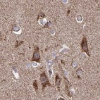 Immunohistochemical staining of human cerebral cortex using Anti-NFS1 antibody HPA051801.
