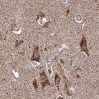 Immunohistochemical staining of human cerebral cortex using Anti-NFS1 antibody HPA051801.