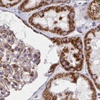 Immunohistochemical staining of human kidney using Anti-NFS1 antibody HPA051801.