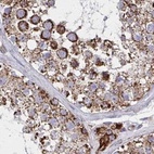 Immunohistochemical staining of human testis using Anti-NFS1 antibody HPA051801.