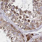 Immunohistochemical staining of human testis using Anti-NFS1 antibody HPA051801.