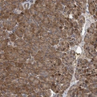 Immunohistochemical staining of human pancreas shows strong cytoplasmic positivity in exocrine glandular cells.
