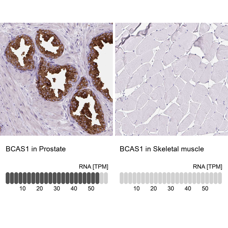 Anti-BCAS1 Antibody