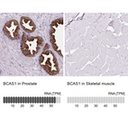Anti-BCAS1 Antibody