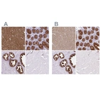 Immunohistochemical staining of human cerebral cortex, colon, prostate and skeletal muscle using Anti-BCAS1 antibody HPA051816 (A) shows similar protein distribution across tissues to independent antibody HPA054745 (B).