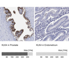 Anti-KLK4 Antibody