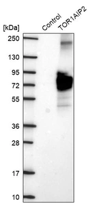Western blot analysis in control (vector only transfected HEK293T lysate) and TOR1AIP2 over-expression lysate (Co-expressed with a C-terminal myc-DDK tag (~3.1 kDa) in mammalian HEK293T cells, LY403416).