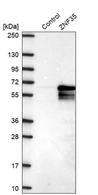 Western blot analysis in control (vector only transfected HEK293T lysate) and ZNF35 over-expression lysate (Co-expressed with a C-terminal myc-DDK tag (~3.1 kDa) in mammalian HEK293T cells, LY418712).