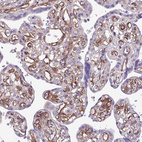 Immunohistochemical staining of human placenta shows strong membranous positivity in hofbauer cells.