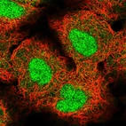 Immunofluorescent staining of human cell line A549 shows localization to nucleus & cytosol.