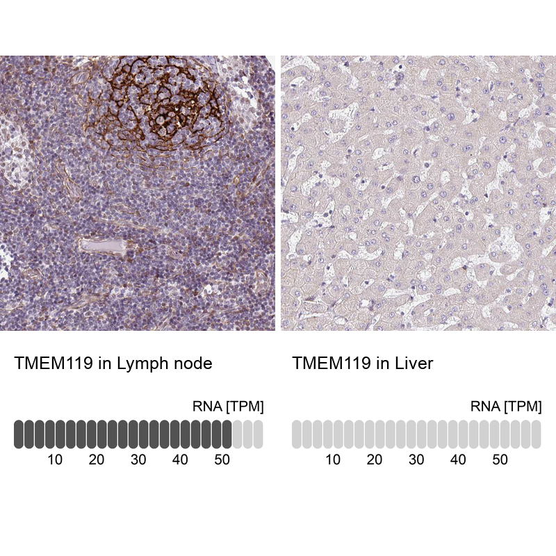 Anti-TMEM119 Antibody
