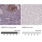 Anti-TMEM119 Antibody