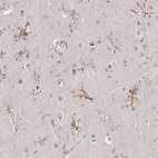 Anti-TMEM119 Antibody