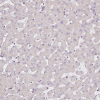 Anti-TMEM119 Antibody