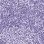 Immunohistochemical staining of human lymph node shows low expression as expected.