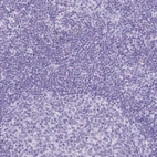 Immunohistochemical staining of human lymph node shows low expression as expected.