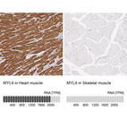 Anti-MYL4 Antibody