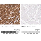 Anti-MYL4 Antibody