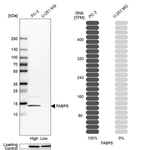Western blot analysis in human cell lines PC-3 and U-251MG using Anti-FABP5 antibody. Corresponding FABP5 RNA-seq data are presented for the same cell lines. Loading control: Anti-PARP1.