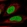 Anti-HIRIP3 Antibody