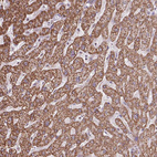 Anti-ALG8 Antibody