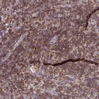 Anti-SLAMF6 Antibody
