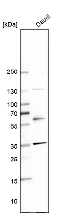 Western blot analysis in human cell line Daudi.
