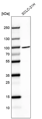 Anti-BRF1 Antibody