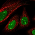 Immunofluorescent staining of human cell line U-2 OS shows localization to nucleus & nucleoli fibrillar center.