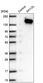Western blot analysis in control (vector only transfected HEK293T lysate) and SKIV2L over-expression lysate (Co-expressed with a C-terminal myc-DDK tag (~3.1 kDa) in mammalian HEK293T cells, LY416314).