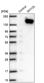 Western blot analysis in control (vector only transfected HEK293T lysate) and SKIV2L over-expression lysate (Co-expressed with a C-terminal myc-DDK tag (~3.1 kDa) in mammalian HEK293T cells, LY416314).