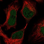 Immunofluorescent staining of human cell line HeLa shows localization to nucleoplasm.