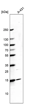 Anti-CCDC58 Antibody