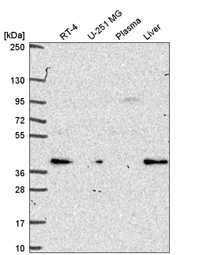 Anti-PEX19 Antibody