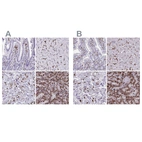 Immunohistochemical staining of human gastrointestinal, liver, placenta and spleen using Anti-CD163 antibody HPA051974 (A) shows similar protein distribution across tissues to independent antibody HPA046404 (B).