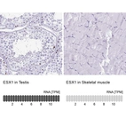 Anti-ESX1 Antibody