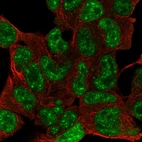Immunofluorescent staining of human cell line HEK 293 shows localization to nuclear speckles.