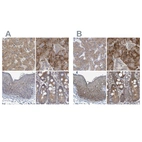 Anti-RPL32 Antibody