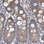 Immunohistochemical staining of human small intestine using Anti-RPL32 antibody HPA051994.