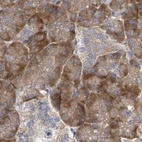 Immunohistochemical staining of human pancreas using Anti-RPL32 antibody HPA051994.