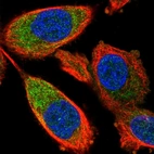 Immunofluorescent staining of human cell line PC-3 shows positivity in cytoplasm & centrosome.