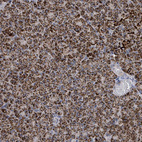 Immunohistochemical staining of human pancreas shows strong granular cytoplasmic positivity in exocrine glandular cells.