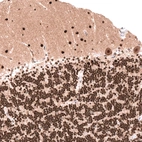 Immunohistochemical staining of human cerebellum shows strong nuclear positivity in cells in granular and molecular layers, as well as in Purkinje cells.