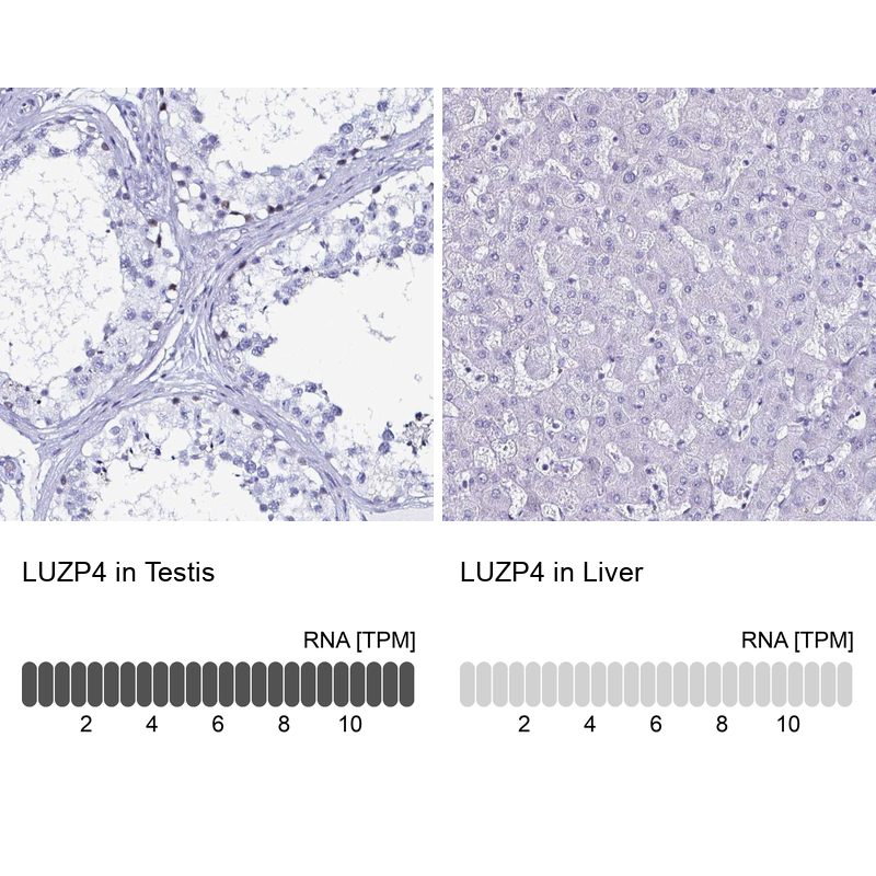 Anti-LUZP4 Antibody