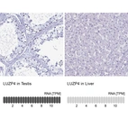 Anti-LUZP4 Antibody