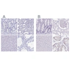 Immunohistochemical staining of human colon, kidney, liver and testis using Anti-LUZP4 antibody HPA051999 (A) shows similar protein distribution across tissues to independent antibody HPA046436 (B).