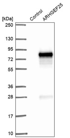 Anti-ARHGEF25 Antibody