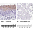 Anti-MUC21 Antibody