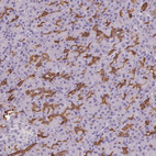 Anti-PNLDC1 Antibody